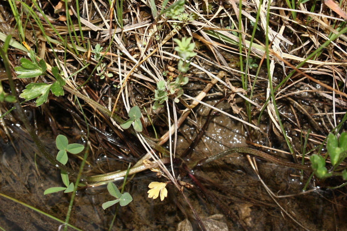 Ranunculus repens / Ranuncolo strisciante